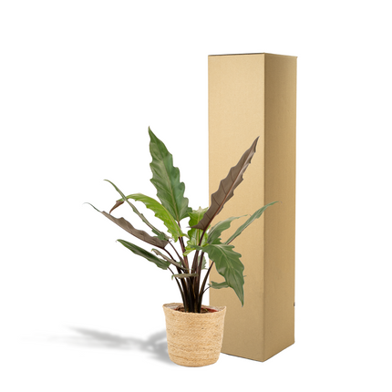 Alocasia Lauterbachiana – Pfeilblatt – Zimmerpflanze – Ø19 cm – ↕80 cm – Mit Korb Selin – Elefantenohr – Luftreinigend – Pflegeleicht