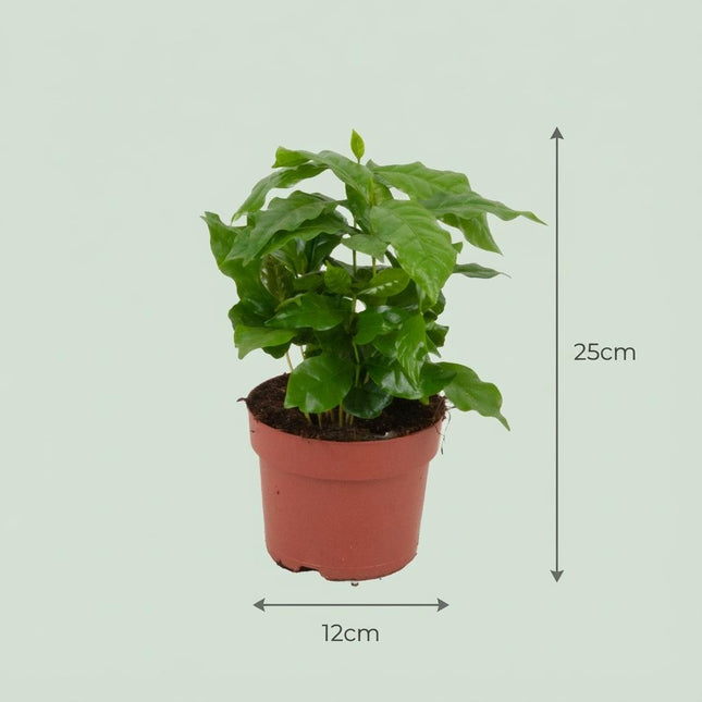 Coffea Arabica Kaffeepflanze – 4 Pflanzen – Ø12cm – Höhe ca.25cm – Tropische Zimmerpflanze mit glänzenden Blättern – Kaffeebaum für Wohnraum & Büro