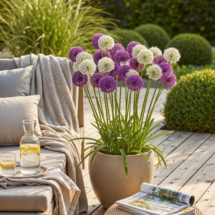 Blumenzwiebeln Allium Purple White Mix – 15 Stück – Lila & weiße Zierlauch-Blüten – Für Beet, Balkon & Terrasse – Pflegeleicht