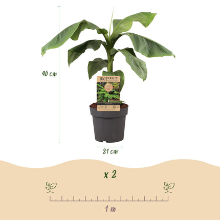 Japanische Faserbanane – Musa Basjoo – Winterharte Bananenpflanze – Ø21cm – Höhe ca. 90cm – Exotische Obstpflanze für Garten & Terrasse
