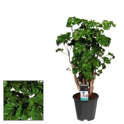 Polyscias Roble – Zimmerpflanze – Ø17cm – ↕60cm Höhe – Exotisches Blattwerk – Pflegeleicht & dekorativ