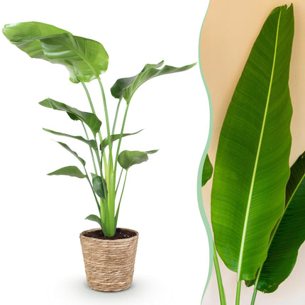 Baum – Strelitzie Strelitzia nicolai – Große pflegeleichte Paradiesvogelblume im dekorativen Korb – 21cm – Höhe 110-120cm – Tropische Grünpflanze