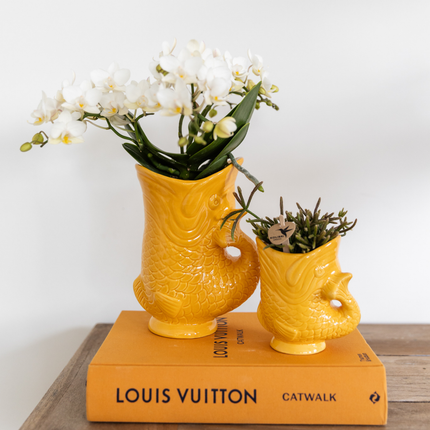 Weiße Phalaenopsis Orchidee Nazaré – Ø9cm – Elegante Zimmerpflanze – Pflegeleicht & Blühfreudig – Ideal für Küche, Wohnzimmer & Büro