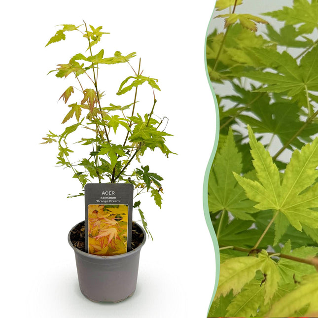 Ahorn Acer palmatum Orange Dream – 12cm – Höhe ca. 35cm – Orange – gelbes Laub & beeindruckende Herbstfarbe