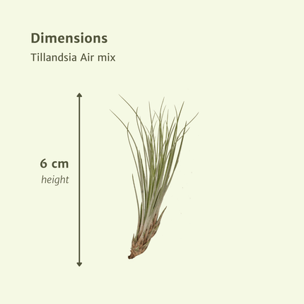 Tillandsia Air Mix – 5 Luftpflanzen – Ø6cm – Pflegeleichte Tillandsien – Mischung – Ohne Erde – Für helle Innenräume & kreative Deko