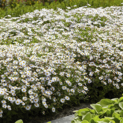 Wildaster Aster ageratoides 'Ashvi' – ↕10-25cm – Ø9cm – 6 Pflanzen – Weiße Herbstblüte – Pflegeleicht – Sonne