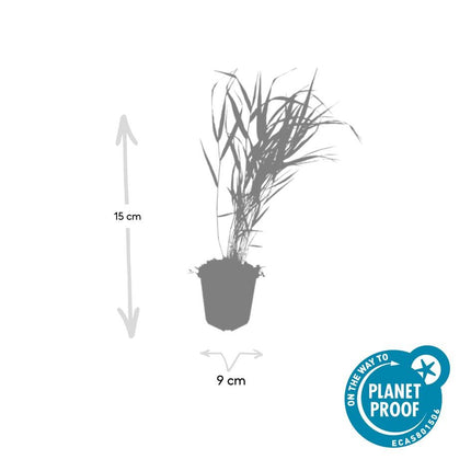 Japan-Zwergschilf – Hakonechloa macra – 40 Pflanzen – Ø9cm – ↕10–25cm – Winterhart & pflegeleicht – Ziergras für Schatten & Halbschatten