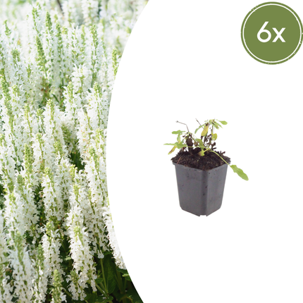 Salvia nemorosa Schneehügel – 6 Pflanzen – Ø9cm – Höhe 10-25cm – Steppensalbei – Hellblaue Blütenähren – Bienenfreundlich für Beet & Steingarten