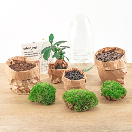 Flaschengarten Egg Bonsai – DIY Terrarium mit Ficus Ginseng – Mini-Biotop – Ø12 cm x H25 cm – Do-it-yourself – Pflegeleichtes Ökosystem für Zuhause & Büro