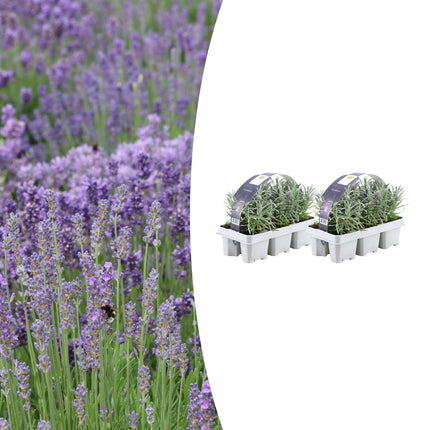Lavandula angustifolia – Echter Lavendel – Ø7cm – ↕15cm – 12 Pflanzen – Duftende & Mediterrane Pflanzen – Für Garten, Balkon & Terrasse