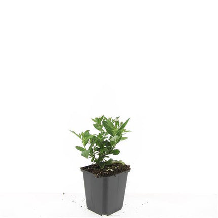 Aster ageratoides 'Stardust' – 48 Pflanzen – ↕10-25cm – Ø9cm – Herbstblüher – Weiß mit gelbem Zentrum – Bienen – & Schmetterlingsfreundlich