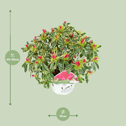 Rhododendron Bollywood – Azalee im Ø19cm – ↕30cm Höhe – Immergrüne Zierpflanze mit farbenprächtigen Blüten – Für Garten, Terrasse & Innenbereich