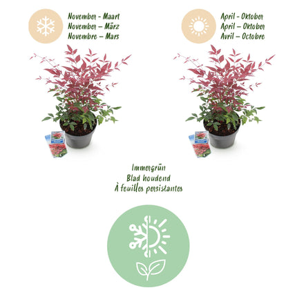 Nandina Obsessed – 2 Pflanzen 17cm Höhe ca.45cm – Immergrün & farbintensiv – Rotes Laub für Beet Balkon Terrasse