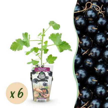 Jostabeere Ribes Jostabes winterhart 6 Pflanzen Ø9cm Höhe 30cm – Kreuzung aus Schwarzer Johannisbeere & Stachelbeere für Garten & Balkon