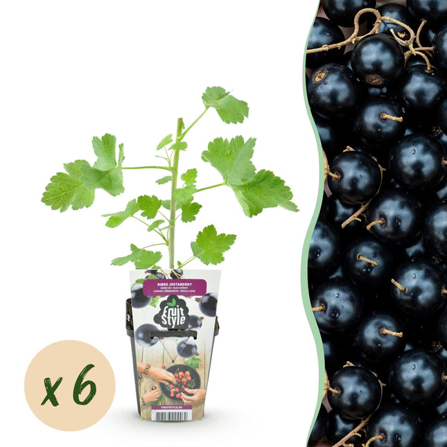 Jostabeere Ribes Jostabes winterhart 6 Pflanzen Ø9cm Höhe 30cm – Kreuzung aus Schwarzer Johannisbeere & Stachelbeere für Garten & Balkon