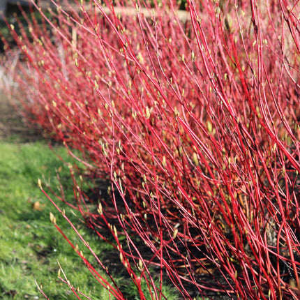 Rotholz-Hartriegel – Cornus alba 'Sibirica' – Ø17cm – ca. 45cm hoch – Zierstrauch mit roten Zweigen – Winterhart & pflegeleicht – Für Hecken & Einzelstellung – Bienenfreundlich