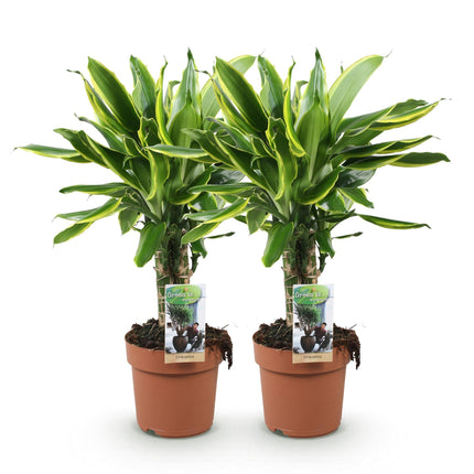 Dracaena fragrans Golden Coast – Zwei pflegeleichte Drachenbäume – 17cm – Höhe 50-55cm – Bunte Grünpflanzen