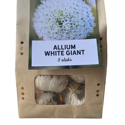 Allium 'White Giant' – Zierlauch Blumenzwiebeln – 5 Zwiebeln – Riesige weiße Kugelblüten – Winterharte Staude für Beet & Rabatte – XXL-Zwiebeln für sonnige Standorte