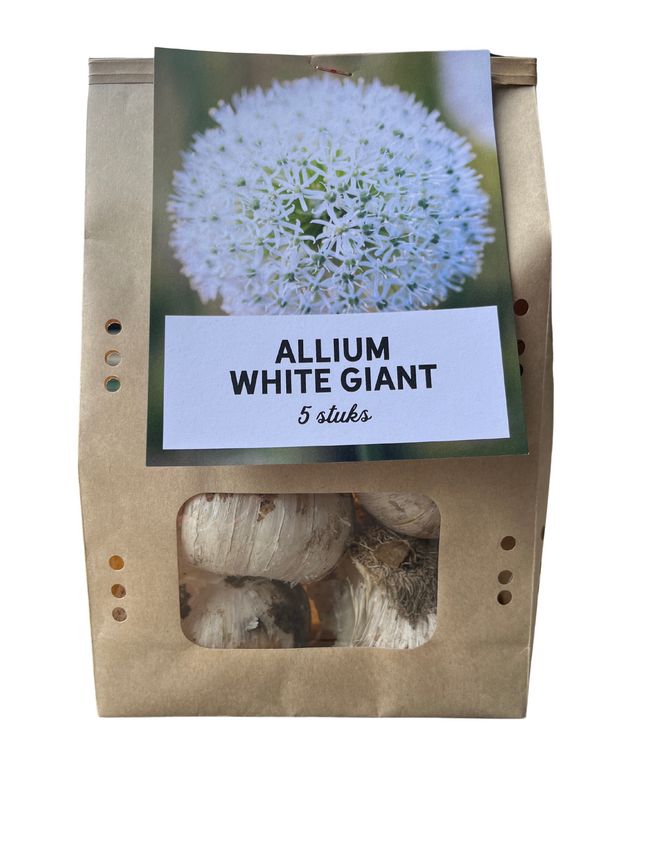 Allium 'White Giant' – Zierlauch Blumenzwiebeln – 5 Zwiebeln – Riesige weiße Kugelblüten – Winterharte Staude für Beet & Rabatte – XXL-Zwiebeln für sonnige Standorte