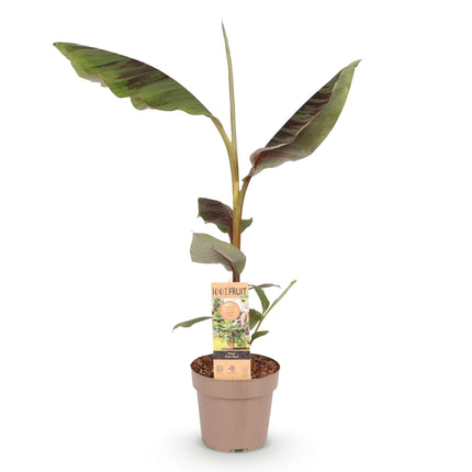 Japanische Faserbanane Musa Ever Red – Obstpflanze – Winterhart – Ø21cm – Höhe ca. 90cm – Rote Stängel & grüne Blätter