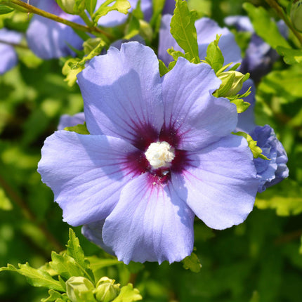Garteneibisch Hibiscus syriacus Oiseau Blue – Strauch – Blüte Blau – Wenig Pflege – 17cm Höhe 45cm – Für Garten & Terrasse