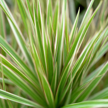 Dracaena Marginata Bicolor Drachenbaum Zimmerpflanze mit grauem Topf Ø21cm Höhe 90-100cm Pflegeleicht große Grünpflanze für Zimmer & Büro Raumdeko