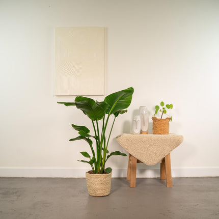 Baum-Strelitzie - Strelitzia Nicolai - Zimmerpflanze Ø19cm ↕90cm im dekorativen Korb Selin - Luftreinigende Tropenpflanze für Wohnzimmer & Büro