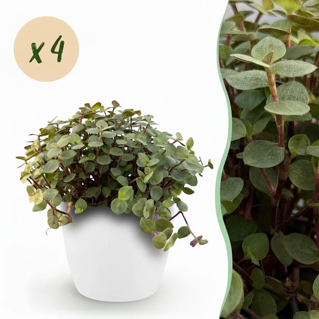 Calissia repens 4er Set Pflanzen Mit Weißem Topf Ø12cm Höhe ca.17-20cm Haustierfreundlich Pflegeleicht Grünpflanzen Für Zimmer Büro & Schlafzimmer