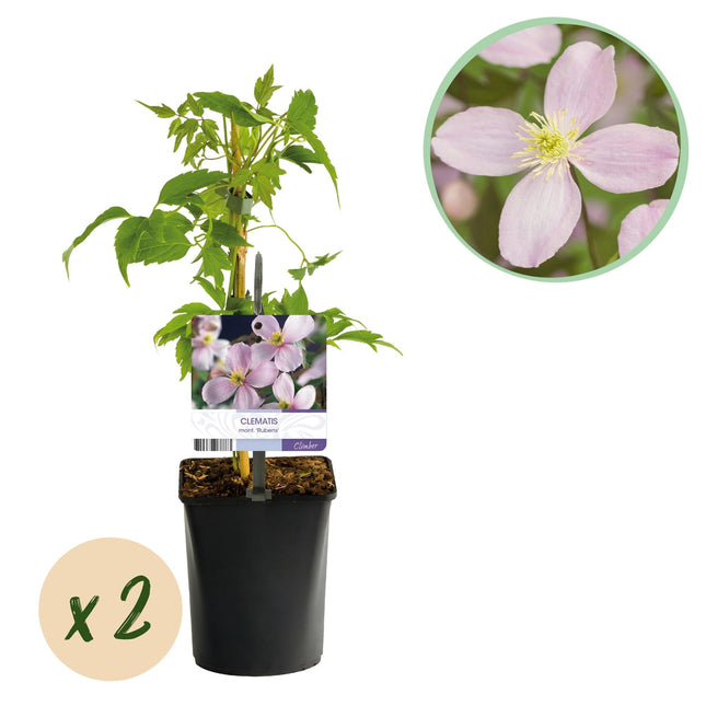 Kletterpflanze Clematis montana Rubens – Hellrosa Blüten – Frühblühend – 2 Pflanzen – 11cm x H40cm – Bis 10m – Pflegeleicht