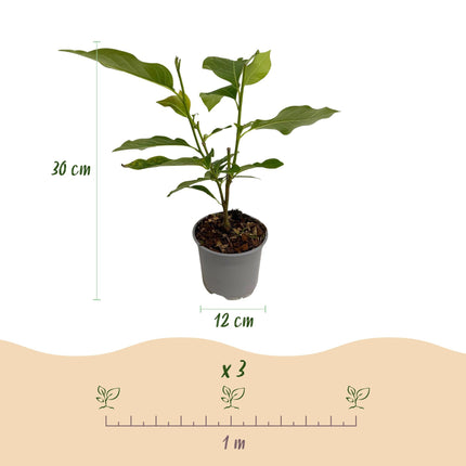 Magnolia sieboldii – 3 Pflanzen – 12cm – Höhe ca. 30cm