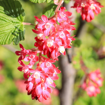 Blutjohannisbeere Ribes sanguineum 'Kind Edward' – Rosa Blüte – Bienenfreundlich – Frühjahrsblüher – Pflegeleicht – Ø17cm – Höhe ca. 45cm