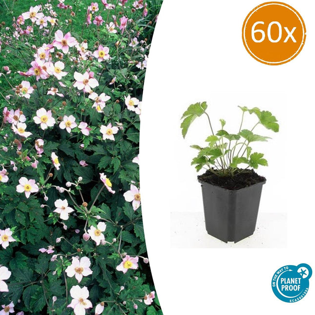 Filzige Herbst-Anemone – Anemone tom. 'Robustissima' – ↕10-25cm – Ø9cm – 60 Pflanzen – Purpurblaue Blüten für Beete & Rabatten – Bienenfreundliche Staude