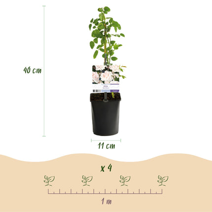 Kletterrose – Rosa Tricolour – Blüte Rosa – Weiß – Rot – 3 Pflanzen – Duftend – Geringer Pflegeaufwand – 11cm – Höhe ca. 40cm