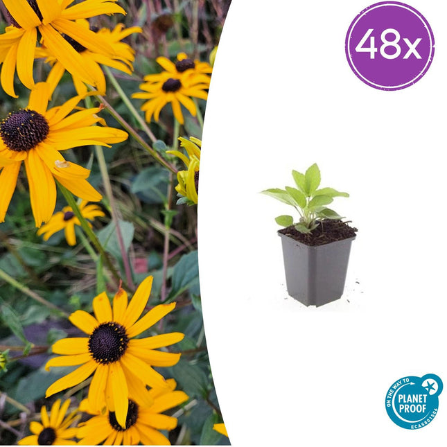 Rudbeckia fulgida 'Goldsturm' – Goldgelber Sonnenhut – 48 Pflanzen – ↕10-25cm – Ø9cm – Bienen- & schmetterlingsfreundliche Staude – Sehr winterhart