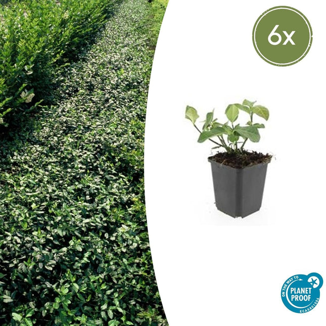 Spindelstrauch – Euonymus fortunei 'Dart's Blanket' – ↕10-25 cm – Ø9 cm – 6 Pflanzen – Bodendecker – Schattentolerant – Winterhart – Pflegeleicht