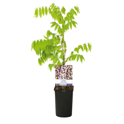Kletterpflanze Wisteria floribunda Rosea – Rosa Blütentrauben – Frühling – 11cm x H40cm – Pflegeleicht – Für Garten, Pergola & Zaun