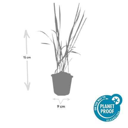 Japanisches Blutgras Imperata cylindrica 'Red Baron' – ↕10-25cm – Ø9cm – 60 Pflanzen
