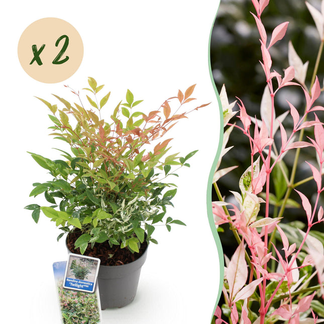 Nandina domestica Twilight – 2 Pflanzen – 17cm – Höhe ca. 45cm – Immergrüner Heiliger Bambus mit buntem Laub & roter Herbstfärbung