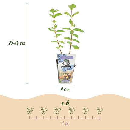 Honigbeere Lonicera caerulea Kamtschatica winterhart 3 Pflanzen Ø9cm – Blaue Beerenpflanze für Garten Beet Balkon & Terrasse