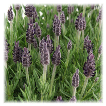 Echter Lavendel Lavandula stoechas Anouk – 6 Pflanzen – Duftender Schopflavendel – Ø12cm – Winterhart – Für Garten, Terrasse & Balkon