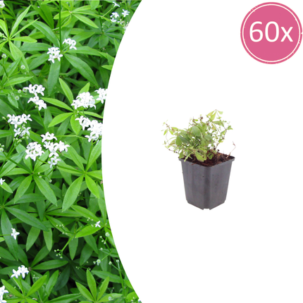 Galium odoratum Waldmeister – 60 Pflanzen – Ø9cm – Höhe 10-25cm – Duftender Bodendecker – Weiße Blüten – Schattenstaude für Garten & Unterpflanzung