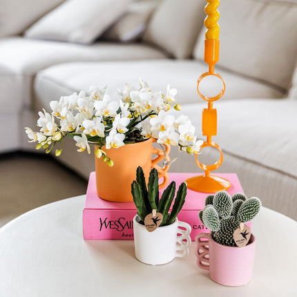 Weiße Phalaenopsis Orchidee Nazaré – Ø9cm – Elegante Zimmerpflanze – Pflegeleicht & Blühfreudig – Ideal für Küche, Wohnzimmer & Büro