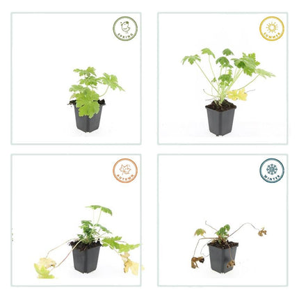 Felsen-Storchschnabel Geranium macrorrhizum 'Spessart' – Winterharter Bodendecker – 6 Pflanzen – Ø9 cm Töpfe – Höhe 10-25 cm – Weiße Blüten & grünes Laub – Ideal für Steingärten & Beete