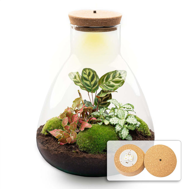 Flaschengarten Sam Calathea mit LED – DIY Bausatz Terrarium – ↕30cm – Do – It – Yourself Pflanzen – Set – Autarkes Mini – Ökosystem