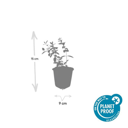 Johanniskraut Hypericum dummeri 'Peter Dummer' – ↕10-25cm – Ø9cm – 12 Pflanzen – Winterharter Bodendecker mit gelben Blüten