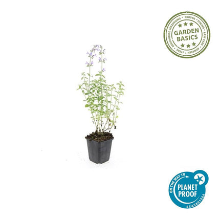 Nepeta ‘Walker’s Low’ – 48 Pflanzen – ↕10-25cm – Ø9cm – Lavendelblau – Aromatisches Laub – Pflegeleicht – Sonne – Bienen & Schmetterlinge