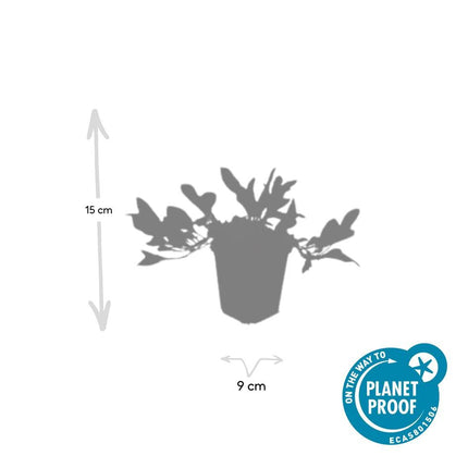 Schneckenknöterich Persicaria aff. 'Darjeeling Red' – ↕10-25cm – Ø9cm – 60 Pflanzen – Buntes Laub – Pflegeleichte Staude – Sonnig & Halbschatten