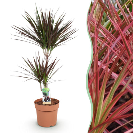 Dracaena Magenta – Drachenbaum – 21cm – Höhe 90-100cm – Pflegeleichte rot – grüne Zimmerpflanze mit dekorativen Stämmen für Wohnzimmer und Büro