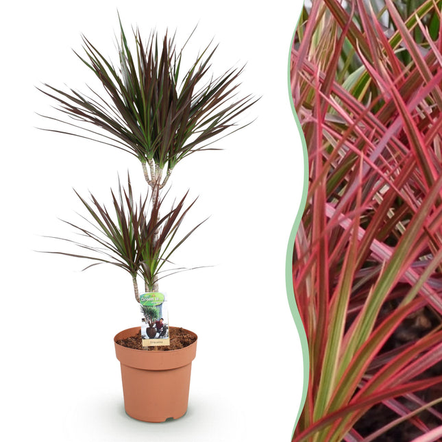 Dracaena Magenta – Drachenbaum – 21cm – Höhe 90-100cm – Pflegeleichte rot – grüne Zimmerpflanze mit dekorativen Stämmen für Wohnzimmer und Büro