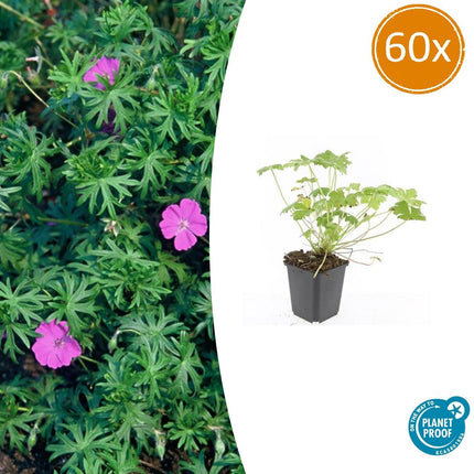 Blut-Storchschnabel Geranium 'Tiny Monster' – ↕10-25cm – Ø9cm – 60 Pflanzen – Kompakte, sommerblühende Staude für Beet, Kübel & Bodendecker – Pflegeleicht & robust